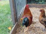 Te koop: Jonge haan (6 mnd), Dieren en Toebehoren, Mannelijk, Kip