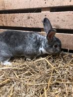 konijn (ram) rex, Dieren en Toebehoren, Konijnen, Mannelijk, Middelgroot, 3 tot 5 jaar