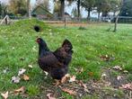 Barnevelder groot, Dieren en Toebehoren, Pluimvee, Vrouwelijk, Kip