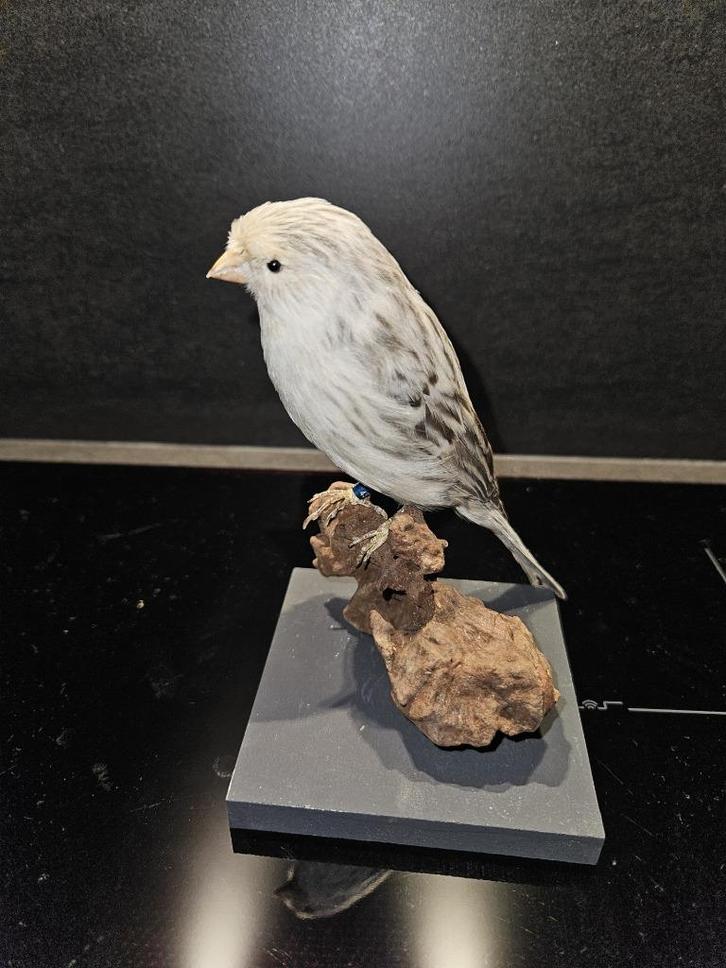 Prachtige opgezette Satinet kanarie van top kwaliteit, Verzamelen, Dierenverzamelingen, Nieuw, Opgezet dier, Vogel, Ophalen of Verzenden