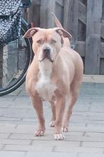 Te koop teefje 3,5 jaar, Dieren en Toebehoren, Teef, Parvo, Eén hond, Nederland