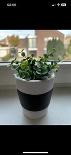 Potje met nepplant, Ophalen of Verzenden, Zo goed als nieuw, Binnen