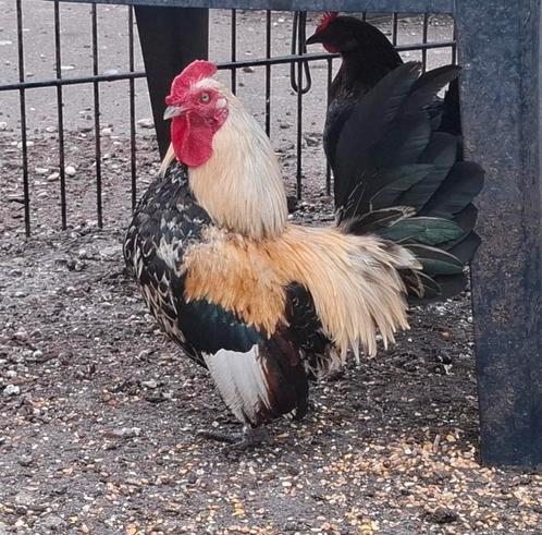 Kippenopvang zoekt goede plek voor leuk minihaantje!, Dieren en Toebehoren, Pluimvee, Kip, Mannelijk