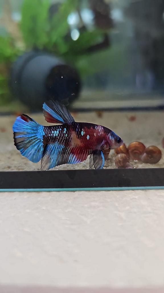 Diverse aquarium vissen, Dieren en Toebehoren, Vissen | Aquariumvissen, Zoetwatervis, Vis, Schoolvis