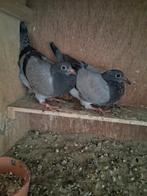 Postduiven pipers, Meerdere dieren, Postduif