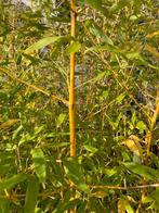 Bamboe planten nu 50% korting!, Volle zon, Vaste plant, Bloeit niet, Ophalen