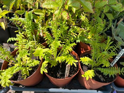 Jacobsladder blauw, Tuin en Terras, Planten | Tuinplanten, Vaste plant, Overige soorten, Volle zon, Zomer, Ophalen