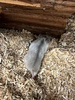 Jonge Chinese dwerghamsters, Dieren en Toebehoren, Knaagdieren, Hamster, Mannelijk, Tam, Oktober