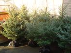 Kerstbomen Fraserie/nordman in Pot of Gezaagd 140 - 250 cm, Tuin en Terras, Bloeit niet, Overige soorten, Minder dan 100 cm, Ophalen