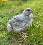 Kwartelhaan blauw, celadon x jumbo normaallegger, Dieren en Toebehoren, Pluimvee, Meerdere dieren, Overige soorten