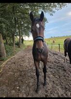 Groninger hengst Lex W, Dieren en Toebehoren, Paarden, Gechipt, Dressuurpaard, 0 tot 2 jaar, Hengst