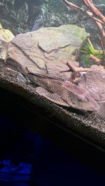 Pleco 32cm, Dieren en Toebehoren, Vis