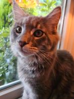 Maine Coon: 100% mag verhuizen., Dieren en Toebehoren, Katten en Kittens | Raskatten | Langhaar, Kater, Gechipt, 0 tot 2 jaar