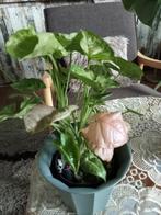 Singonium, Ophalen, Overige soorten, In pot, Minder dan 100 cm