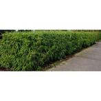 Fargesia 'rufa' - Niet Woekerende Bamboe g18409, Tuin en Terras, Planten | Tuinplanten, Ophalen of Verzenden