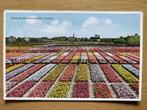 Ansichtkaart Tulips Holland 5419, Ophalen of Verzenden, Zuid-Holland