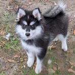 Prachtig pomsky F3 pup, Dieren en Toebehoren, Rabiës (hondsdolheid), 8 tot 15 weken, Teef, Poolhond