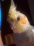 Valkparkiet Delft Banyu vermist is gevonden!!!, Dieren en Toebehoren, Vermiste en Gevonden Dieren