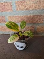 Philodendron green congo hybrid, Ophalen of Verzenden, Halfschaduw, Minder dan 100 cm