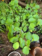 Hazelnoot stekje / hazelnoten boompje, Ophalen of Verzenden, Overige soorten, Struik, Minder dan 100 cm