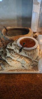 Myrmecia Pyriformis nest (Koningin, 50+ Werkers), Dieren en Toebehoren, Insecten en Spinnen, Mieren