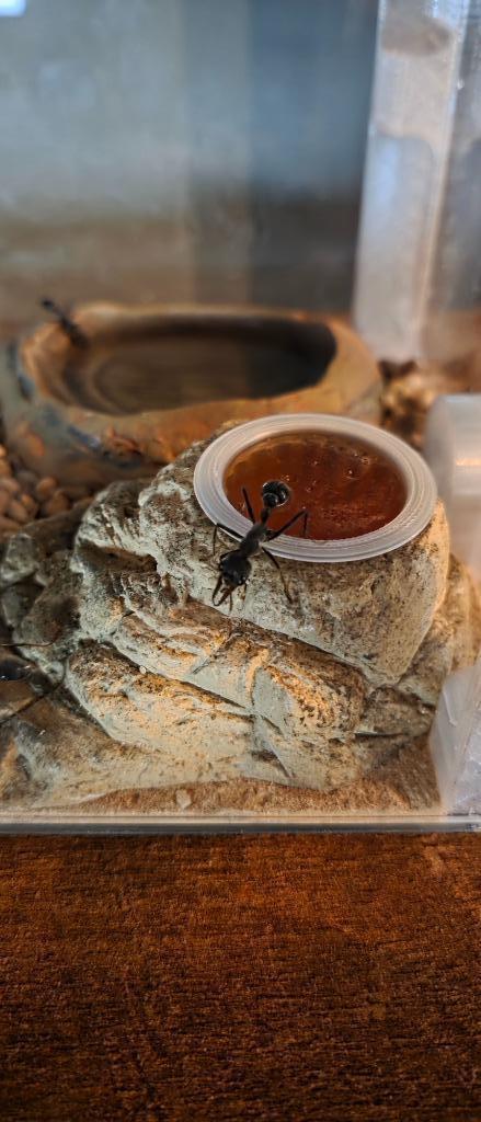 Myrmecia Pyriformis nest (Koningin, 50+ Werkers), Dieren en Toebehoren, Insecten en Spinnen, Mieren