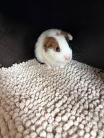 1 zeugje (half) langharig, Dieren en Toebehoren, Knaagdieren, September, Vrouwelijk, Cavia