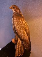 Opgezette buizerd – elegant en natuurgetrouw, Verzamelen, Dierenverzamelingen, Ophalen, Zo goed als nieuw, Vogel, Opgezet dier