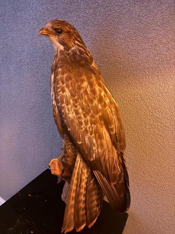Opgezette buizerd – elegant en natuurgetrouw - taxidermie beschikbaar voor biedingen