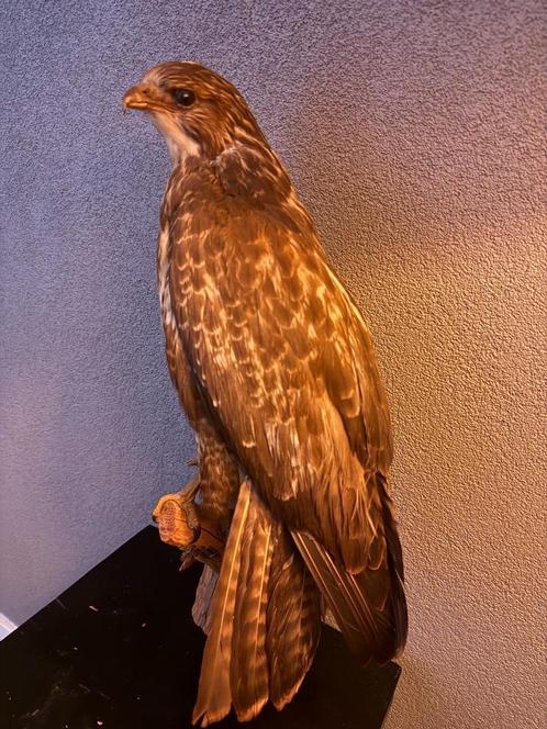 Opgezette buizerd – elegant en natuurgetrouw, Verzamelen, Dierenverzamelingen, Zo goed als nieuw, Opgezet dier, Vogel, Ophalen