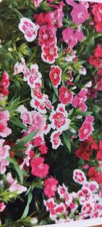 Diverse stekjes Dianthus - duizendschoon, Ophalen, Zomer, Volle zon