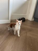 Laatste lieve rood witte Kitten (poes) uit een nestje van 4, Poes