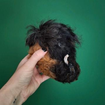 Mummy cavia taxidermie  beschikbaar voor biedingen