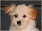 Mooie boomer pups., Dieren en Toebehoren, Honden | Chihuahua's en Gezelschapshonden, Nederland, Overige rassen, 8 tot 15 weken