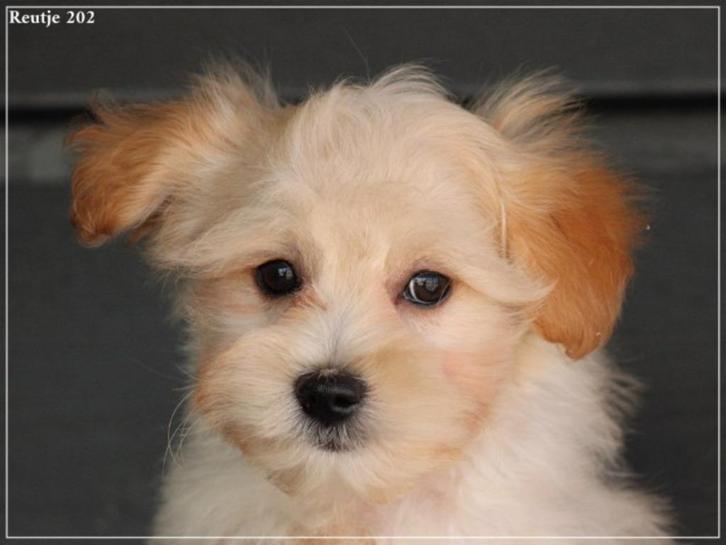Mooie boomer pups., Dieren en Toebehoren, Honden | Chihuahua's en Gezelschapshonden, Meerdere dieren, Overige rassen, Fokker | Professioneel