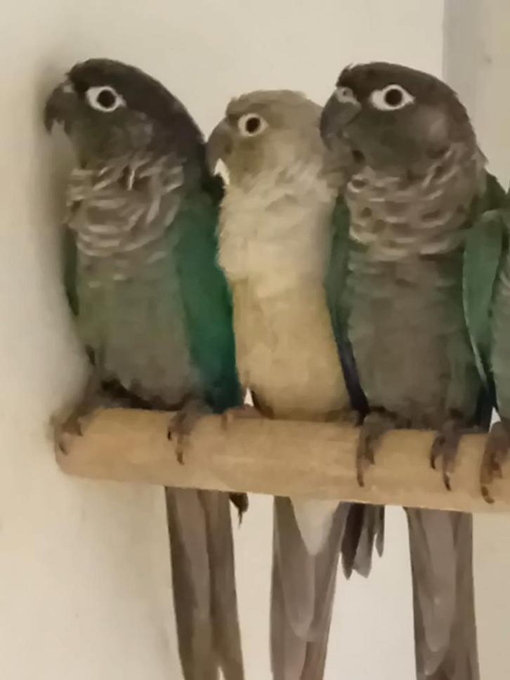 Pyrrhura's, Dieren en Toebehoren, Vogels | Parkieten en Papegaaien, Parkiet, Meerdere dieren, Geringd