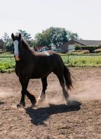 Tinker/ Drumhorse, Dieren en Toebehoren, Paarden, Ruin, Recreatiepaard, 3 tot 6 jaar
