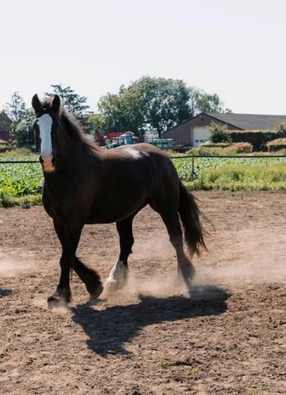 Grote maat tinker, Dieren en Toebehoren, Paarden, Ruin, 3 tot 6 jaar, Recreatiepaard