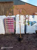 Japanse treursierkers Prunus serrulata  stam 150cm, Tuin en Terras, Planten | Bomen, In pot, Halfschaduw, Zomer, Treurboom