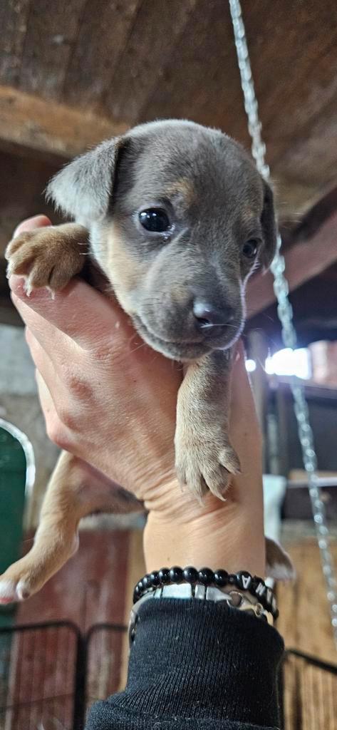 Hele lieve en knappe jackrussel pups, Dieren en Toebehoren, Honden | Jack Russells en Terriërs, Meerdere dieren, Jack Russell Terriër