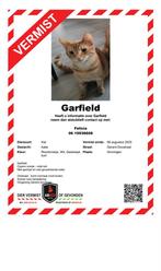 Rood oranje kater vermist!!, Dieren en Toebehoren, Vermiste en Gevonden Dieren, Kat
