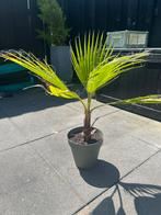 Washingtonia Robusta (Mexicaanse Waaierpalm), Tuin en Terras, Planten | Tuinplanten, Volle zon, Vaste plant, Zomer, Ophalen