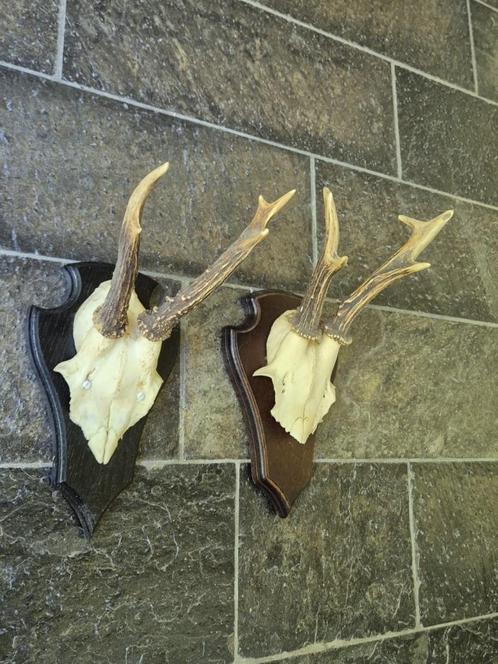 2 Mooie Ree Geweien samen € 17.50 Mancave Jacht Landelijk 99, Verzamelen, Dierenverzamelingen, Gebruikt, Gewei of Kop, Hert, Ophalen of Verzenden