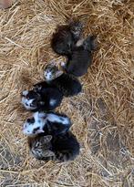 Boerderij kittens, Dieren en Toebehoren