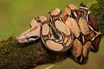 Boa constrictor, Slang