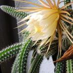 cactus - Selenicereus validus, Ophalen of Verzenden, Cactus, Volle zon, Minder dan 100 cm