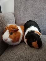Twee cavia's, Dieren en Toebehoren, Knaagdieren, Juni, Vrouwelijk, Cavia