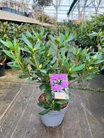 Grote volle Rhododendrons 60-90 cm hoog in 23 cm pot, Vaste plant, Halfschaduw, Lente, Ophalen