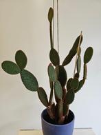 Opuntia Microdasys  (Bunny Ear Cactus) (schijfcactus), Ophalen, Cactus, Minder dan 100 cm, Volle zon