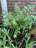 Maggiplant / lavas, Tuin en Terras, Volle zon, Vaste plant, Ophalen of Verzenden, Bloeit niet